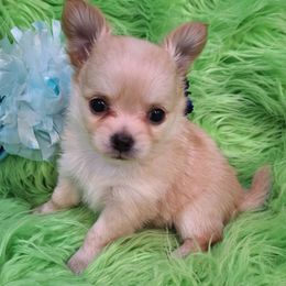AKC Caden - Fawn male Chihuahua puppy in Emory, Texas from Mel's Wags & Kisses