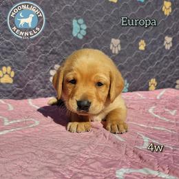 Europa - Yellow female Labrador Retriever puppy in Elloree, South Carolina from Moonlight Kennels LLC
