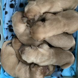 Golden Retriever Puppies from Hancock Goldens