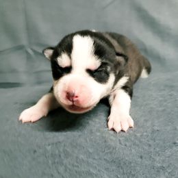 Girl 4 - Siberian Husky puppy in Arkansas from Nightingale Kennels