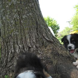 Toy Australian Shepherd Puppies from Jackie lutz