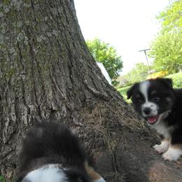 Toy Australian Shepherd Puppies from Jackie lutz