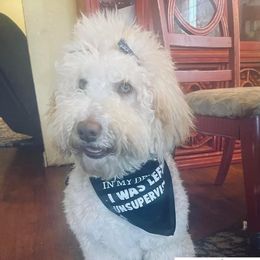 Pearl - Double Doodle