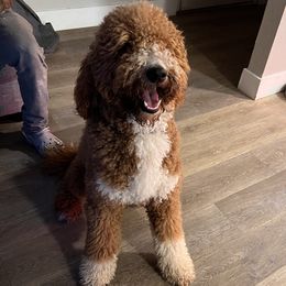 Neptune - Goldendoodle