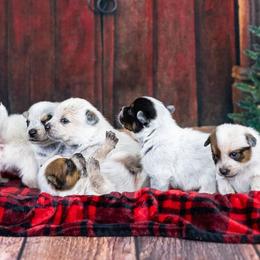 Australian Cattle Dog puppies from Spotted Ewe ACDs