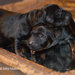 Boy 3 - Sable male German Shepherd puppy in Mariana, Florida from Haus M Godwin