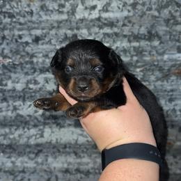 Black tri female 1 - Black tri female Miniature Australian Shepherd puppy in Liberty, Mississippi from Liberty Oaks Aussies and Dachshunds