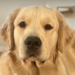 Charlotte - Golden Retriever