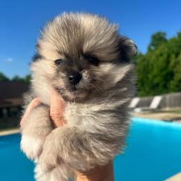 Chewy - Tri-colored male Pomeranian puppy in Hernando, Mississippi from The Pom Squad