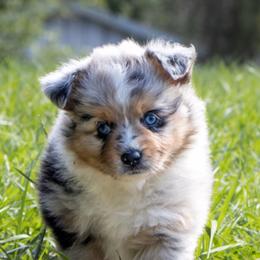 Cleopatra - Blue merle female Miniature Australian Shepherd puppy in Myakka City, Florida from Gable A Aussies