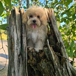 Marshmallow - Cream male Maltipoo puppy in Washington from Mt.BakerPoodles&Doodles