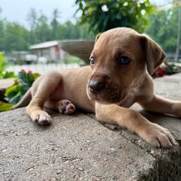 Red collar - Fawn female Great Dane puppy in Corsica, Pennsylvania from Ferguson Family Danes LLC