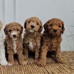 Labradoodle puppies from Utah County Labradoodles