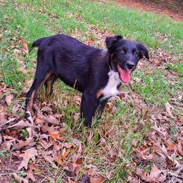 Girl 4 - Australian Shepherd puppy from Falls Australian Shepherds