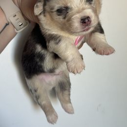 Lucky - Blue merle and white male American Corgi puppy in East Oakdale, California from Rhettro Kennels