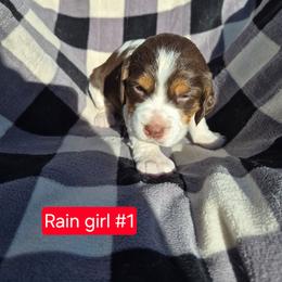 Girl 1 - Liver white and tan female English Springer Spaniel puppy in Socorro, New Mexico from Huntin' Buddies