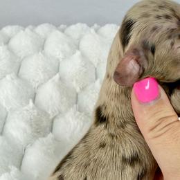 Link💚 - Dapple male Dachshund puppy in New Braunfels, Texas from 2 Knights Doxies