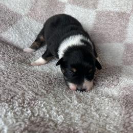 Rue - Black tri-color female Australian Shepherd puppy in Mcmillan, Michigan from Hall-N-Auss Australian shepherds