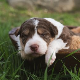 Quinton - White and red male Border Collie puppy in Fresno, California from Alpine Tails