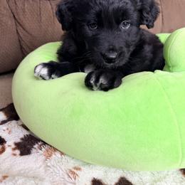 Bear - Black & white male Miniature Australian Shepherd puppy in Cumberland, Wisconsin from Homestead Doxies & Shepherds LLC