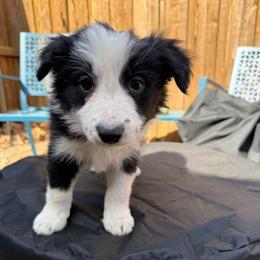 Thor - Black and white male Border Collie puppy in Mckinney, Texas from Border Collies of Ruidoso