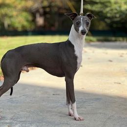 Cobalt - Italian Greyhound