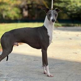 Cobalt - Italian Greyhound
