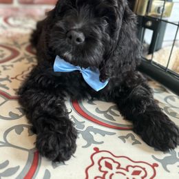 Bernedoodle, Cockapoo, and Goldendoodle Puppies from Avery Doodle Day LLC