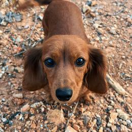 Vienna - Red female Dachshund puppy in Mountain Home, Arkansas from The Teacup Homestead Miniature Dachshunds