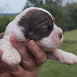 AKC Clue - Brown white and tan male Cocker Spaniel puppy in New Market, Tennessee from Down in the Holler