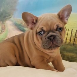 French Bulldog Puppies from BeYardCore Bullies