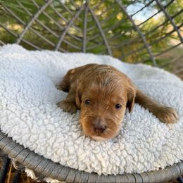 Caramel Mini - Caramel female Australian Labradoodle puppy in Wamego, Kansas from Doodles of Oz