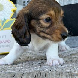 Pesto - Piebald female Dachshund puppy in Paw Paw, Michigan from Mulberry Meadow Farms