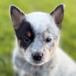 Red Girl 5 - Blue female Australian Cattle Dog puppy in Bingham County, Idaho from Circle C Australian Cattle Dogs