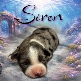 Siren - Blue merle female Miniature Australian Shepherd puppy in Brenham, Texas from Stone N Rose Kennels