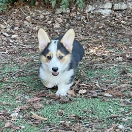 Blake - Black and tan male Pembroke Welsh Corgi puppy in Solano County, California from Early Spring Corgis