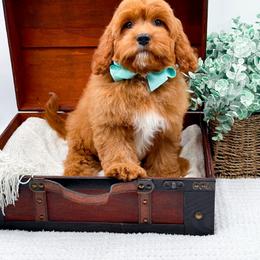 Rusty - Red male Cavapoo puppy in North Carolina from NC Doodle Puppies