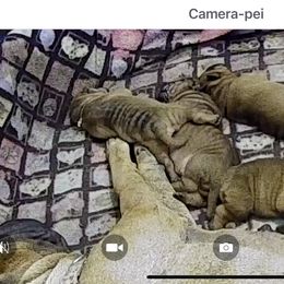 Chinese Shar-Pei Puppies from CarPeiDiem Chinese Shar-Pei