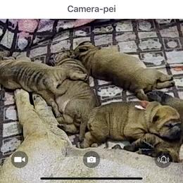Chinese Shar-Pei Puppies from CarPeiDiem Chinese Shar-Pei