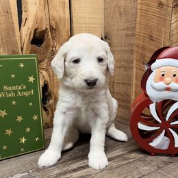 Frost - Cream female Aussiedoodle puppy in Lavonia, Georgia from H & A Kennels