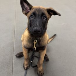 Belgian Malinois Puppies from Fromage Malinois