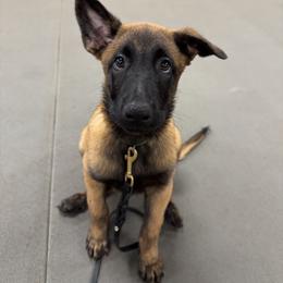 Belgian Malinois Puppies from Fromage Malinois