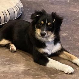 Miniature Australian Shepherds from Spur M Aussies