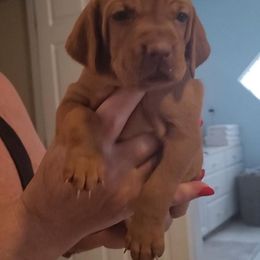 Green Girl #2 "Penny" - Golden rust Vizsla puppy in Destin, Florida from Vizslas of Northwest Florida