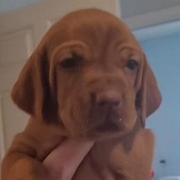 Green Girl #2 "Penny" - Golden rust Vizsla puppy in Destin, Florida from Vizslas of Northwest Florida