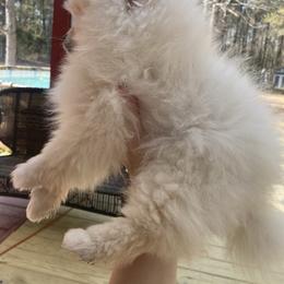 Snowman - Cream male Pomeranian puppy in Jacksonville, North Carolina from Bourlet Poms