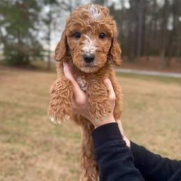Toboggan - Apricot male Goldendoodle puppy in Kenansville, North Carolina from J+A Family Doodles