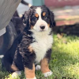 Riley - Tri-color female Bernese Mountain Dog puppy in New Haven, Indiana from Maumee Berners