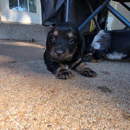 Poppy - Black and tan female Dachshund puppy in Oklahoma from Wilkinson’s Waggish Weiner Dogs