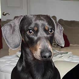 George - Dachshund